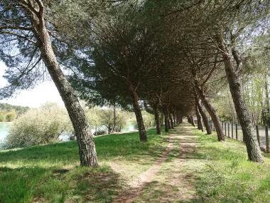 chemin d'arbre du Lac vert de Canejean.